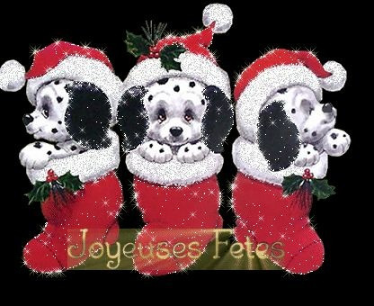 Elevage DES MINIS FANTASTIQUES Chihuahua poils longs *