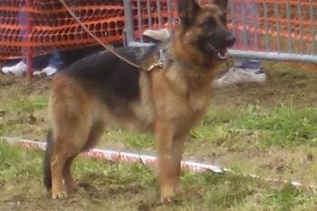 Elevage LE CIRCUIT DES EAUX VIVES Berger Allemand St Bernard Cavalier king Charles*