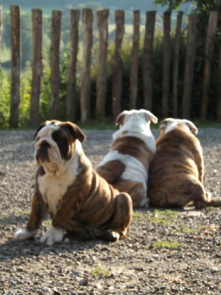 Elevage BRUME DES AMBRES Bulldog £