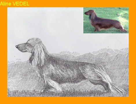 Elevage DU CHENE DANIELE Teckel Standard Poil Long *