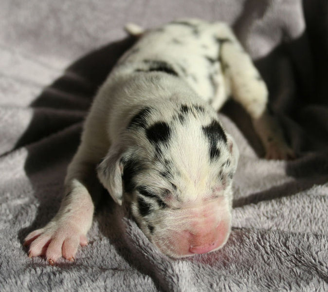 Elevage DES ALANS SIRE TOBIAS Dogue Allemand*