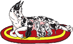 Elevage DE LA GRISONNIERE Dogue Allemand *