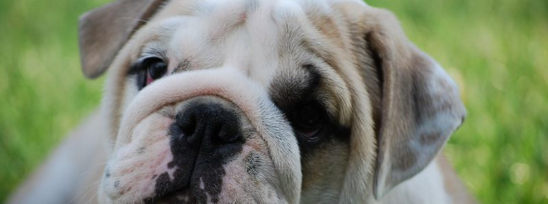 Elevage LES OURS DE PERONNE Terre Neuve Bulldog Anglais