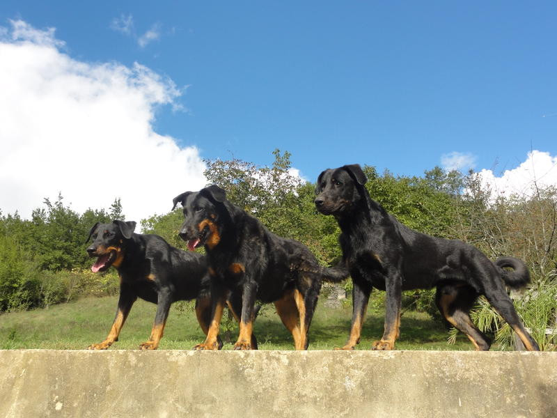 Elevage DANGE Beauceron*