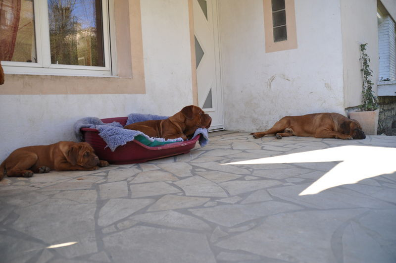Elevage DES ALANS DU VALLON dogue de bordeaux*