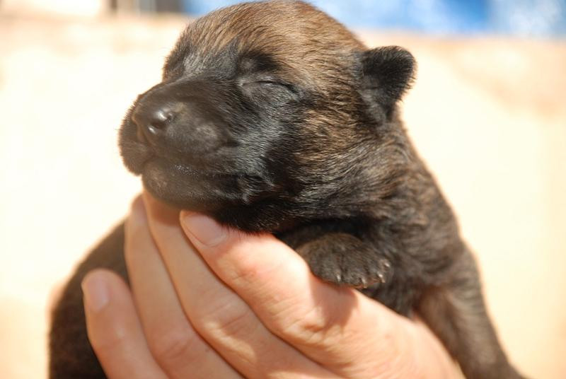 Elevage DE L' ARCHE DE LA DEFENSEberger belge malinois*