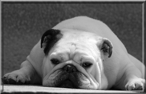 Elevage BULLDOGS ANGLAIS DES KALINKA Bulldog *