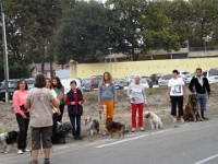 Club education canine PARENTIS EN BORN - BISCARROSSE *