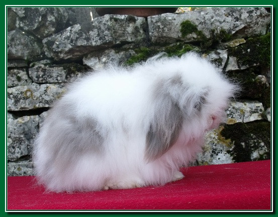 Mes lapins et cobaye DU MOULIN A VENT *
