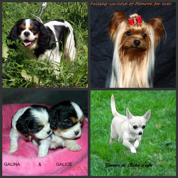 Elevage O'SBORG OF LOVE Cavalier King Charles Spaniel *