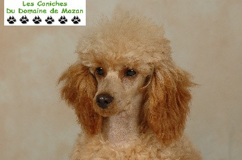 Elevage DOMAINE DE MAZAN Caniche *