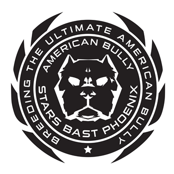 Elevage STARS BAST PHOENIX bully américan