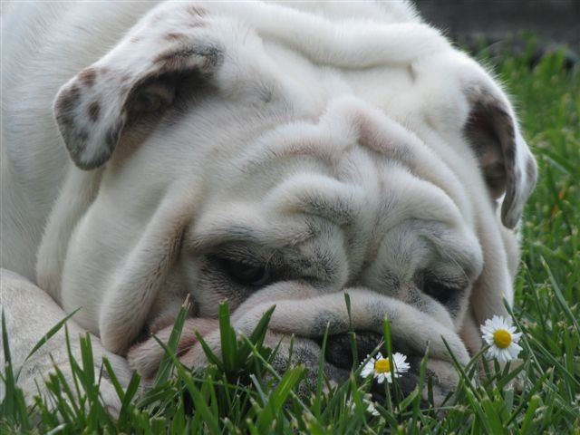Elevage OF RICHARD CROZE Bulldog Anglais *