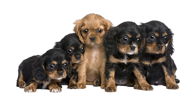 Elevage ALLIZARD Cavalier King Charles Bouledogue français boxer *