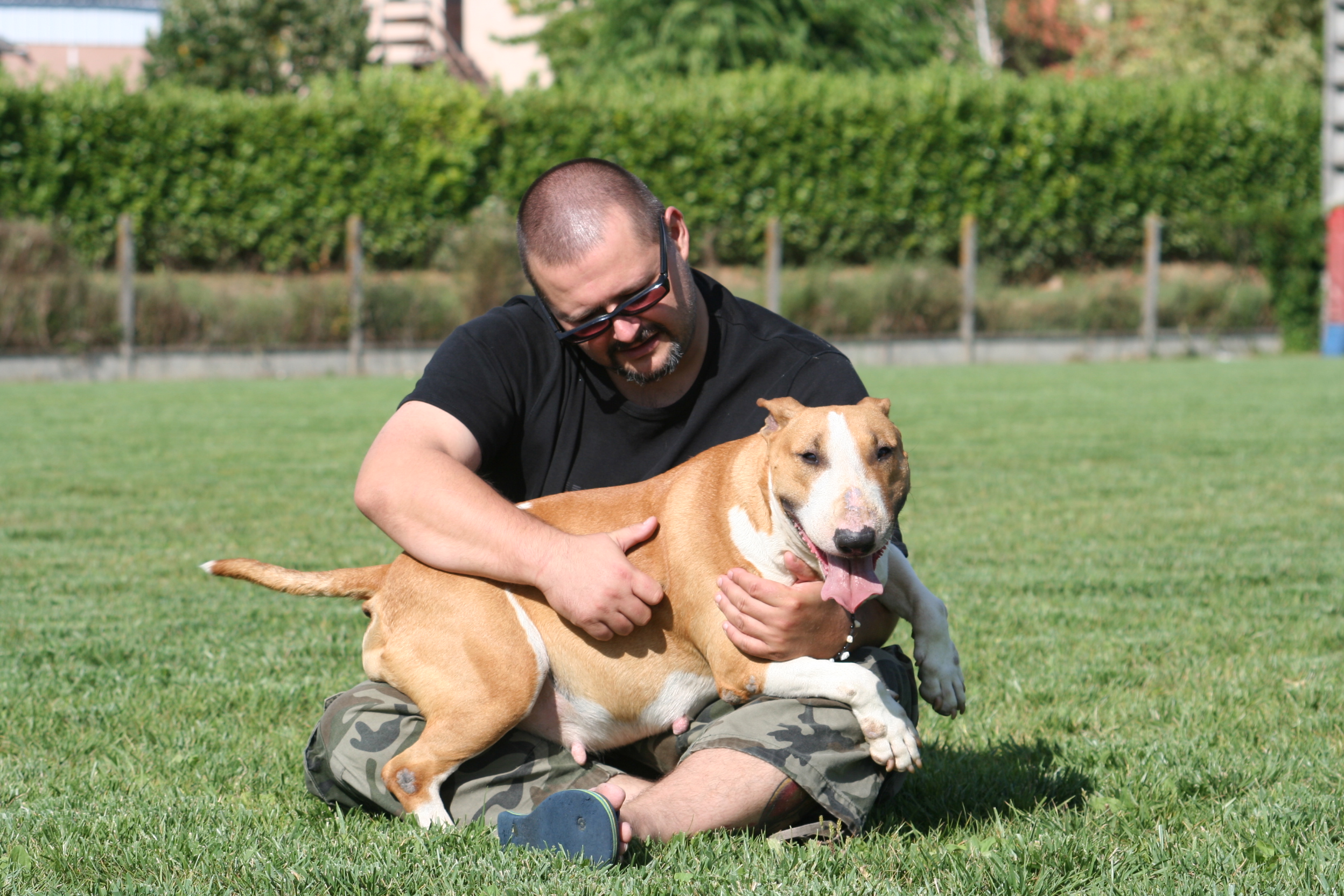 elevage Bull terrier standard