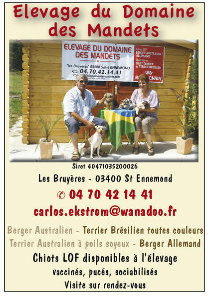 Elevage DOMAINE DES MANDETS Bergers Allemands, Australien Sylki terrier Terrier Brésilien *