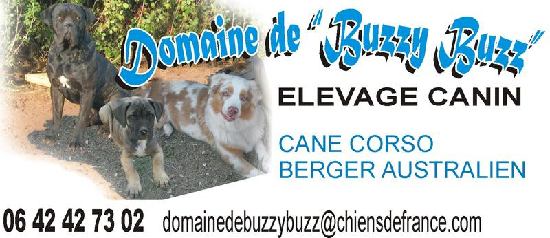 Elevage DOMAINE DE BUZZY BUZZ Cane Corso *