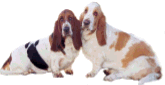 Elevage DOMAINE DU GUE DE LA FEROLLE Basset hound*