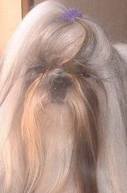 Elevage LEE DES ORCHIDEES BLANCHES Multiraces canines