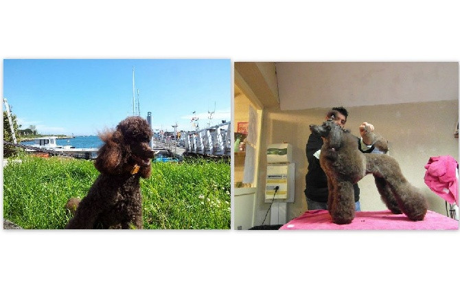 Elevage FOLAMOUR Caniche *