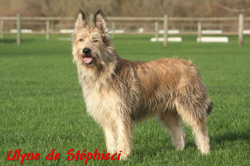 Elevage Les Bergers Picards de STEPHIECI*