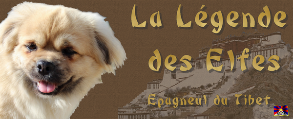Elevage DE LA LEGENDE DES ELFES Epagneul tibetain*