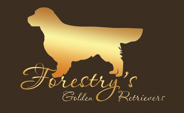 Elevage GOLDEN RETRIEVER FORESTRY S