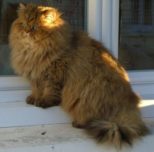 Tous Les Eleveurs De Persan Polytrans