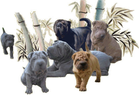 Elevage DU ROUGE WENDIGO Shar Pei*