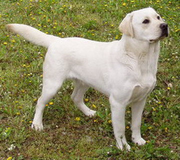 Elevage TOLNAI TOTH Labrador Kennel Hungaria*