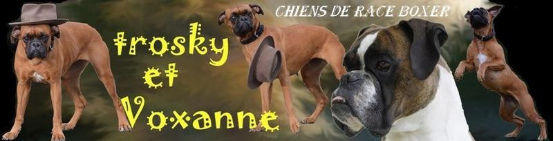 UNE VIE DE CHIEN Blog chien boxer (trosky)*