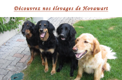 Elevage DU JARDIN FLEURI Hovawart *