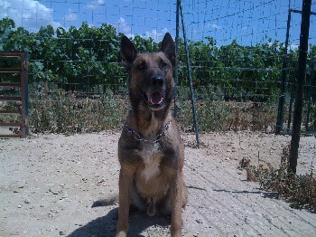 Elevage DES GARDIENS D'ATLANTIS Berger Belge Malinois*