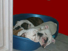 Elevage BULLDOG COMPAGNIE*
