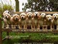 Elevage GOLD CHORUS Golden Retriever *