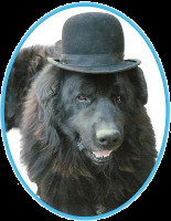 LE DOMAINE DE LEO Pension canine et féline *