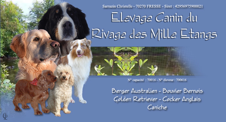 Elevage RIVAGE DES MILLE ETANGS Berger Australien, Bouvier Bernois, Golden Retriever*