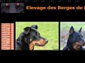 Elevage DES BERGES DE L ISAC beauceron *