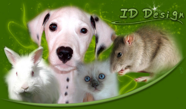 Forum Petites annonces animaux *