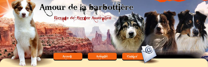 Elevage AMOUR DE LA BARBOTTIERE Berger Australien *