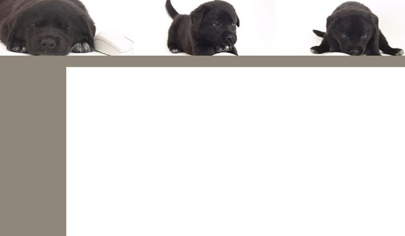 club de dressage canin d Avignon
