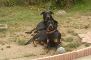 Elevage FALAISE D IROISE Beaucerons *