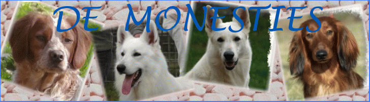 Elevage DE MONESTIES berger blanc suisse épagneul breton teckel*