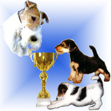 Elevage KONIGSTERN NATY Welshterrier Fox terrier Yorkshire Ukraine*
