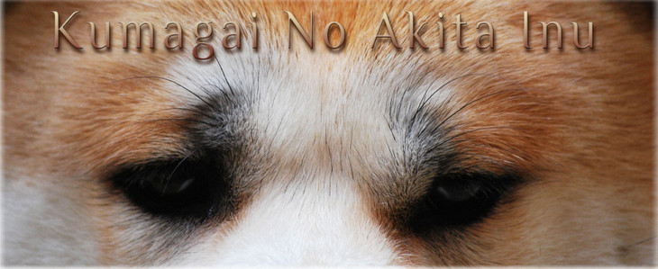 Elevage KUMAGAI NO Akita Inu *
