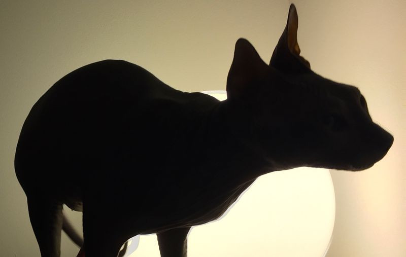 Elevage DONSKOY ou DON SPHYNX*