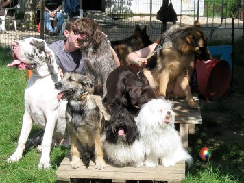 Club des Amis du Chien de Vigneux sur Seine