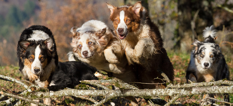 Elevage SIPAWABAN S AUSTRALIAN SHEPERD Berger Australien *