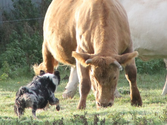 Elevage LES COMPAGNONS DU BERGER berger australien*