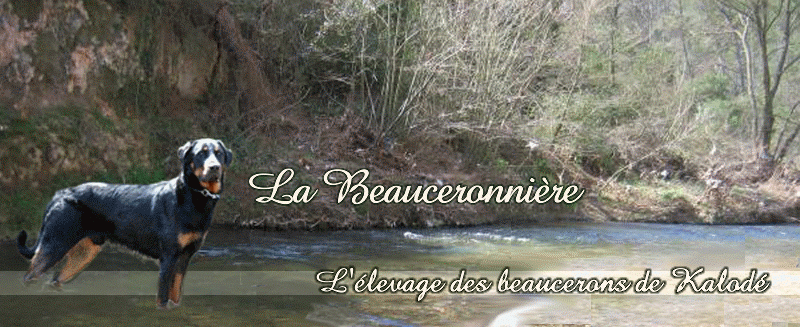 Elevage BEAUCERONS DE KALODE Beauceron*